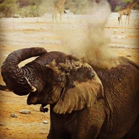 Dusty Elephant